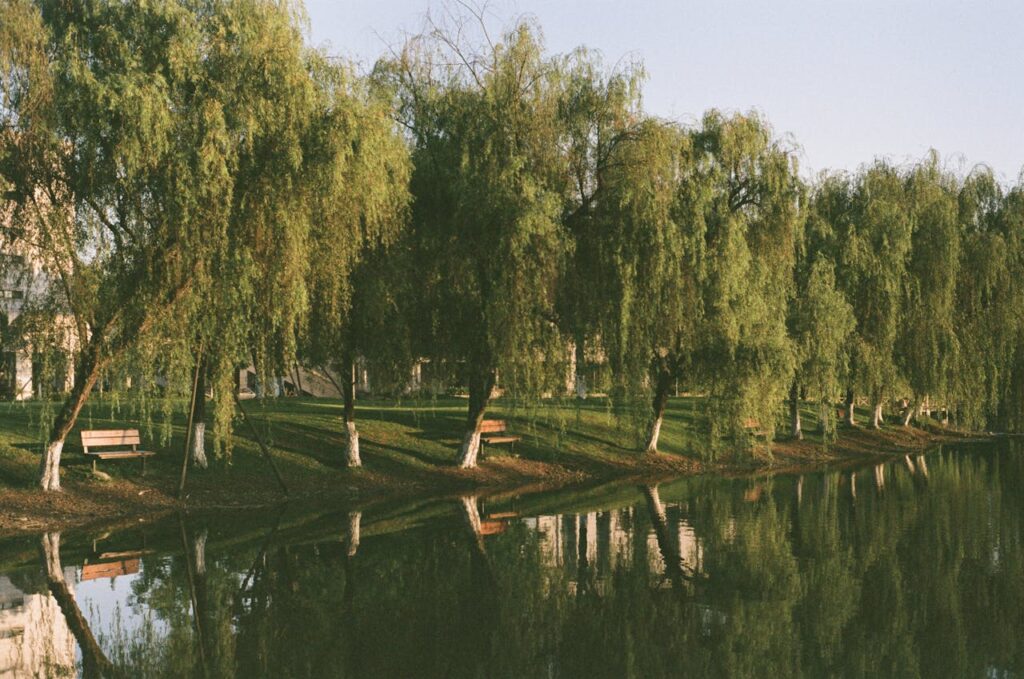 Mastering the First Impression: Your intriguing post title goes here Peaceful park setting with benches and trees lining a reflective pond in daylight.