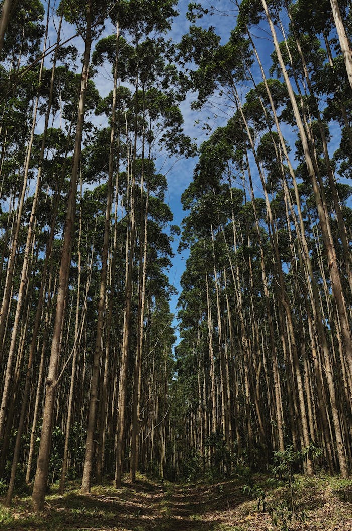 pexels photo 2026199.jpeg