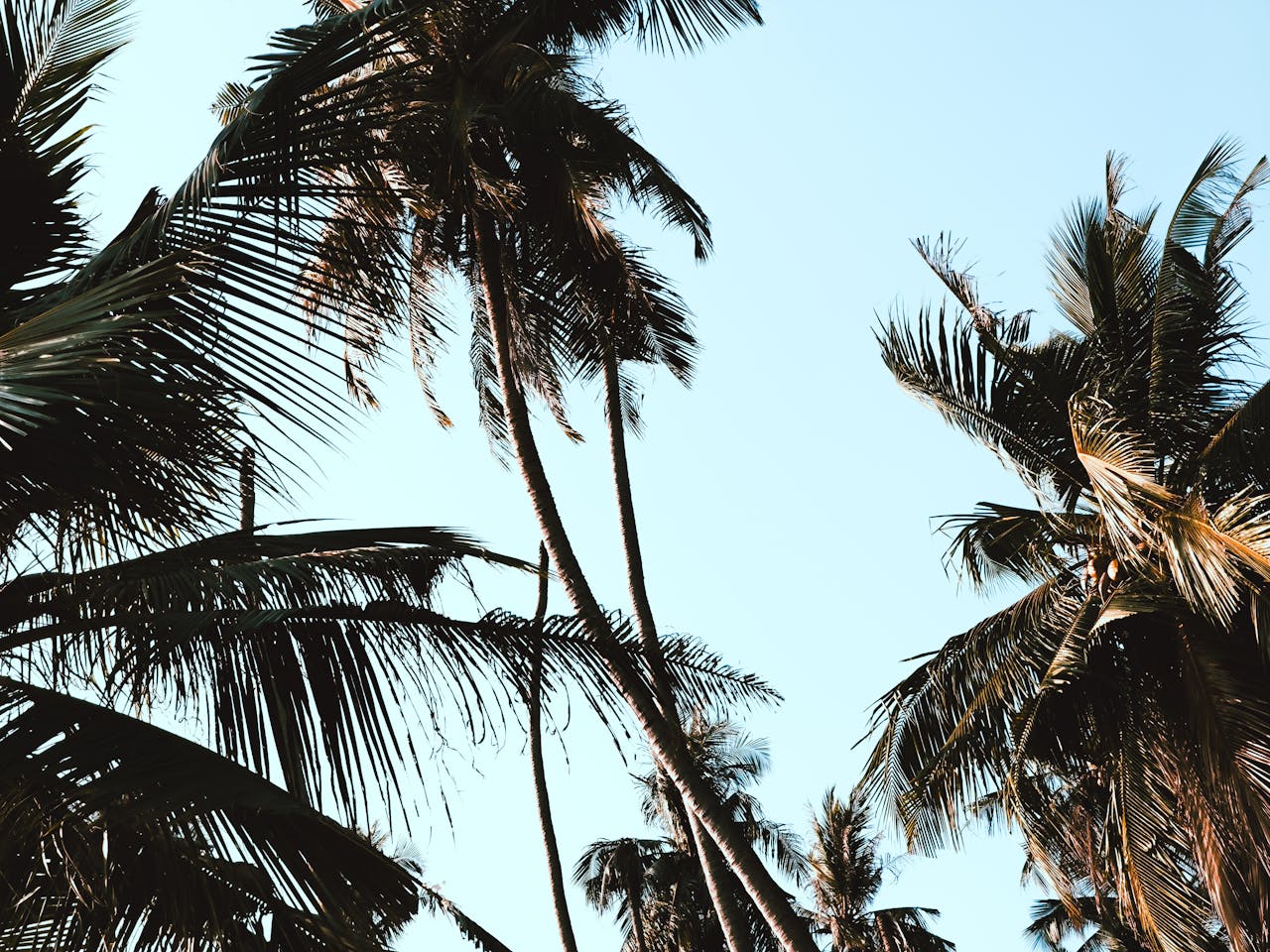 pexels photo 30699034.jpeg