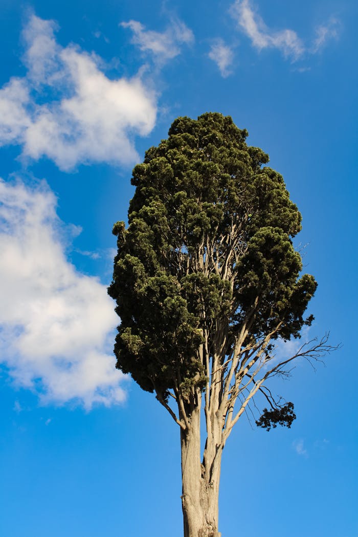 pexels photo 31575954.jpeg