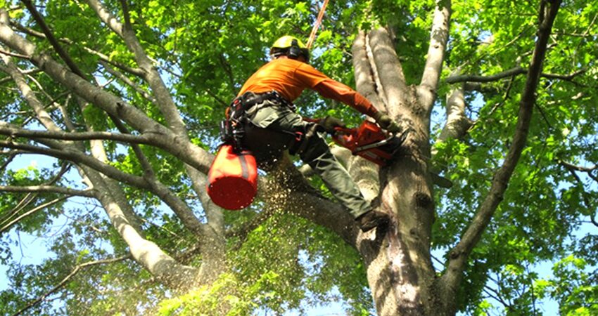 tree triming prunning service 1